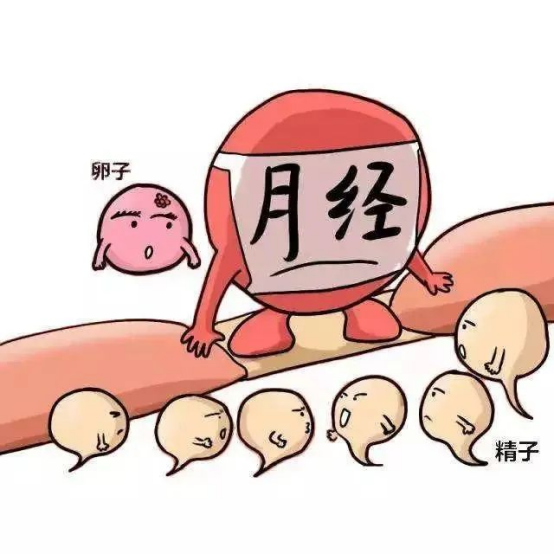 來月經(jīng)就會(huì)排卵？你要分清！